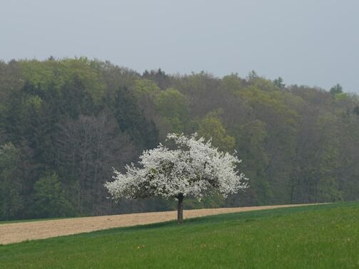 Life Without Love - Khalil Gibran - EN